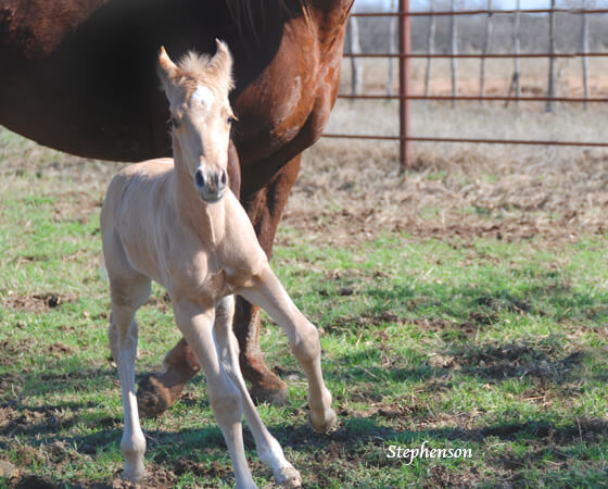 CD Diamond x SJR One Time Star - 2018 Colt